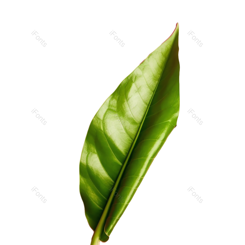 叶子图片,摄影元素,自然PNG,彩色背景免抠素材